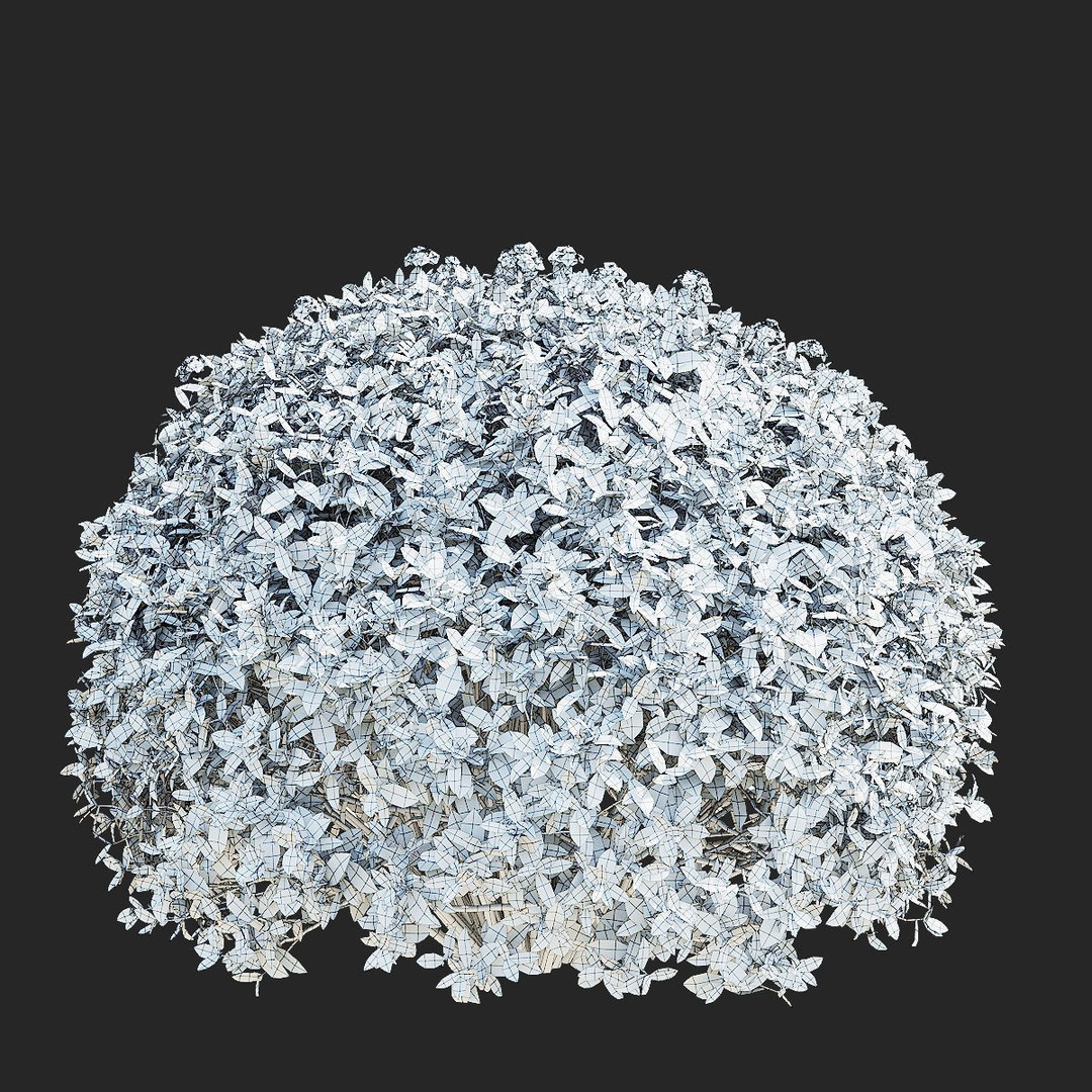 Spiraea japonica 3D Model – Trimmed Bush with Textures, FBX, OBJ - View 8