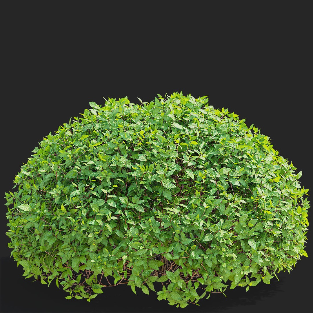 Spiraea japonica 3D Model – Trimmed Bush with Textures, FBX, OBJ - View 9