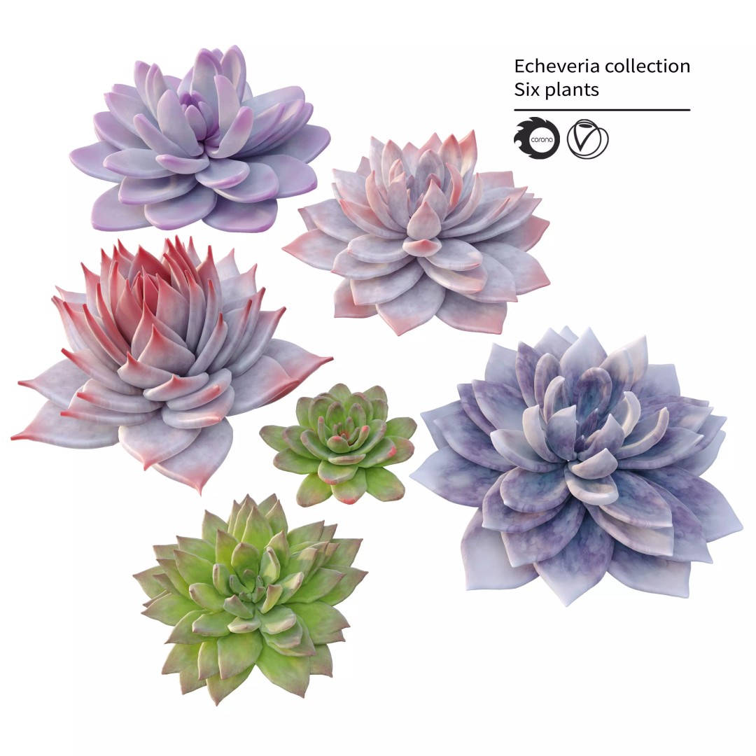 Echeveria Succulent 3D Model – PBR Textured Game Asset, FBX - View 2
