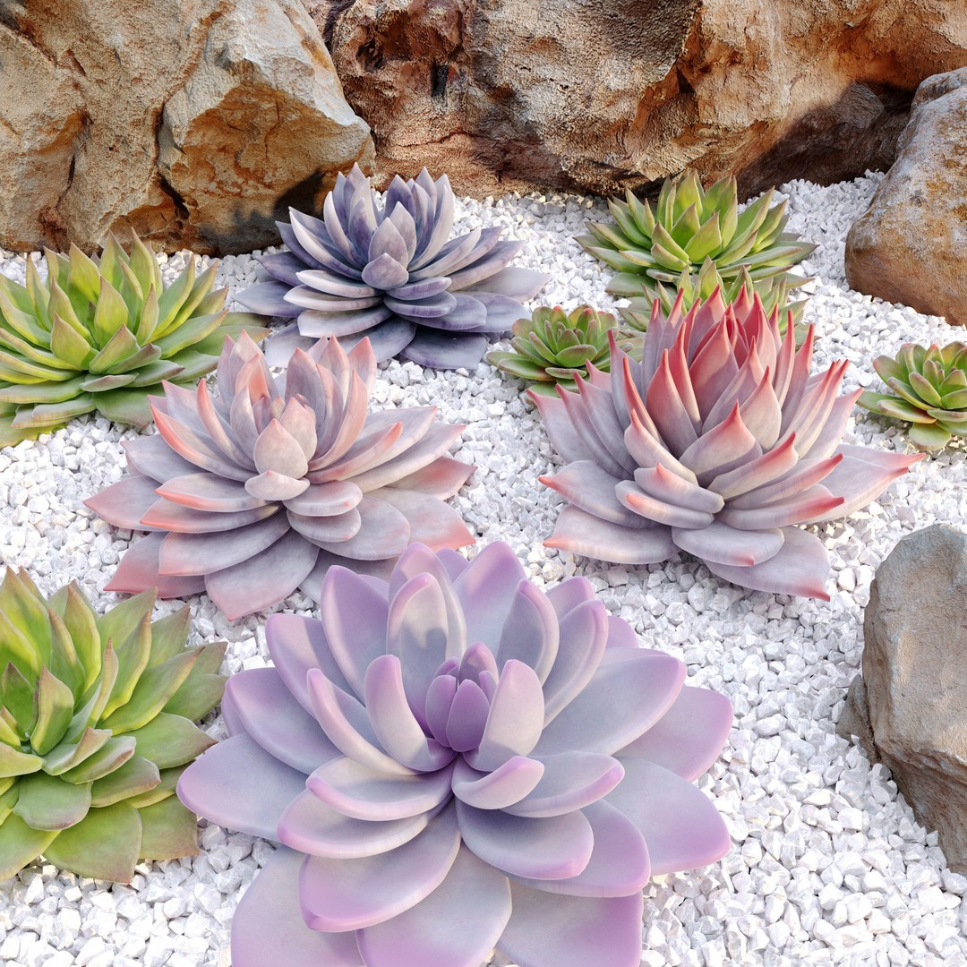 Echeveria Succulent 3D Model – PBR Textured Game Asset, FBX - View 3