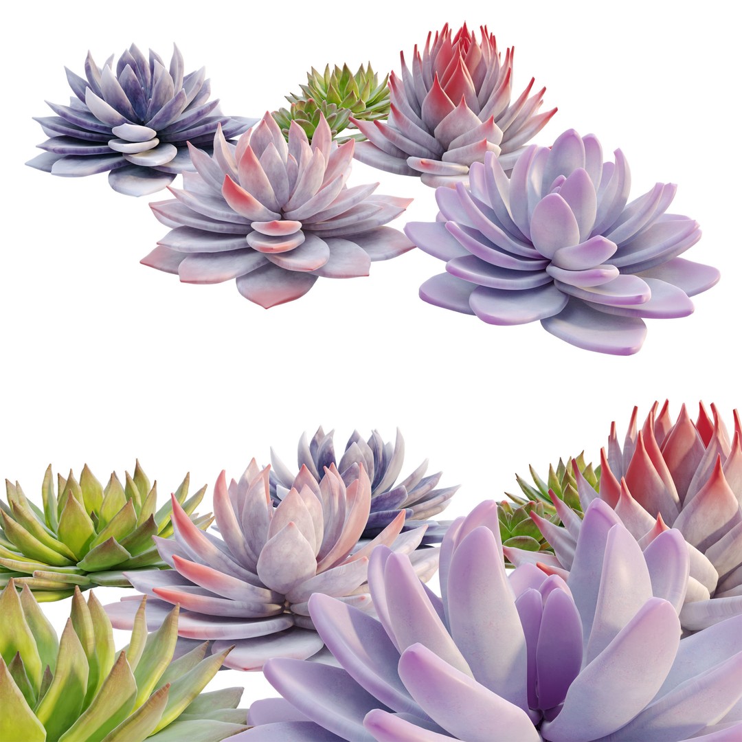 Echeveria Succulent 3D Model – PBR Textured Game Asset, FBX - View 4