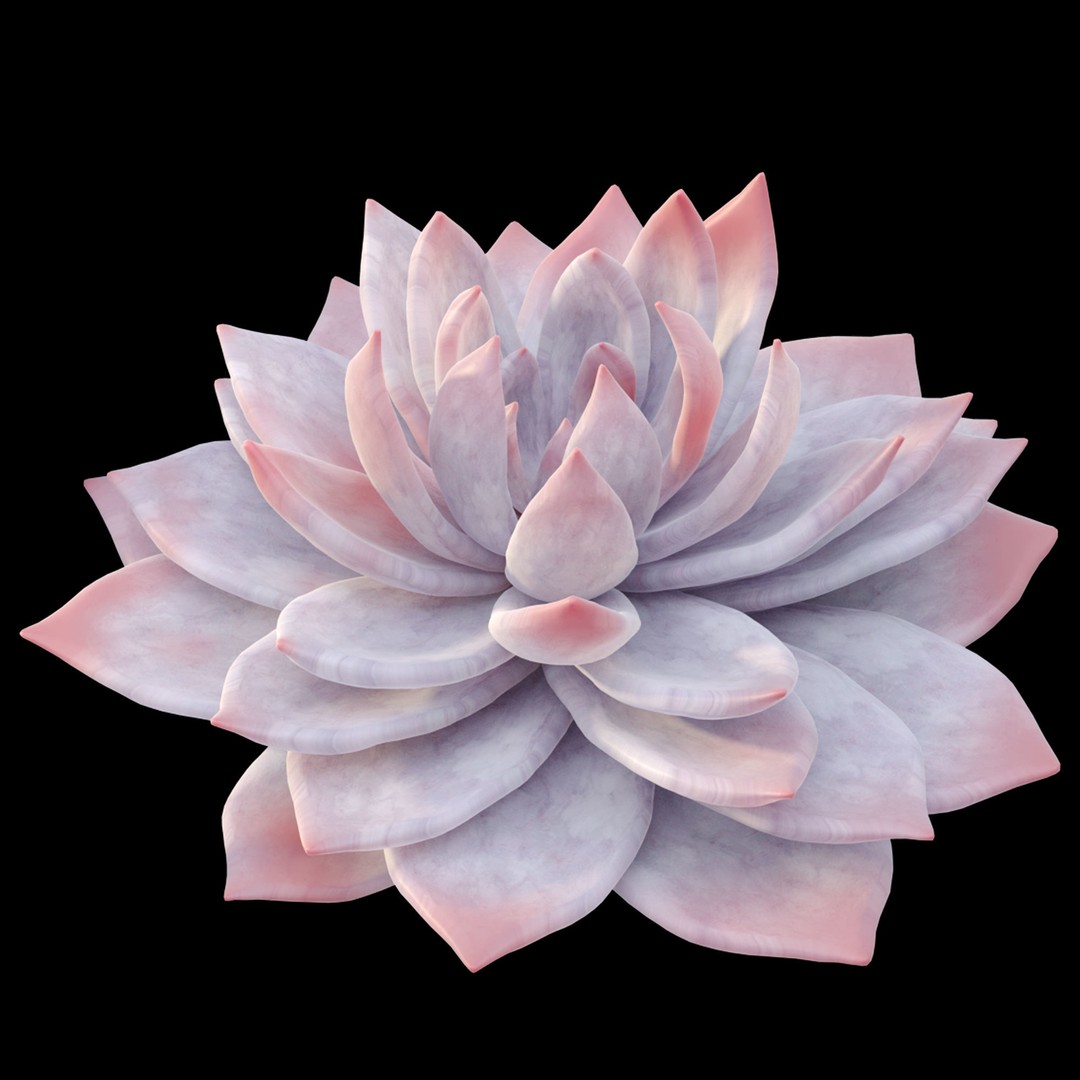 Echeveria Succulent 3D Model – PBR Textured Game Asset, FBX - View 5