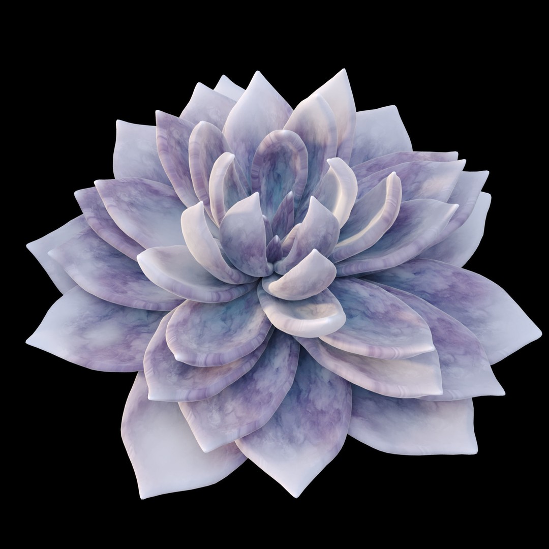 Echeveria Succulent 3D Model – PBR Textured Game Asset, FBX - View 6