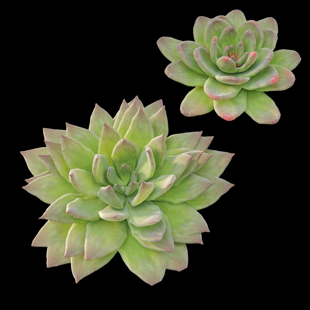 Echeveria Succulent 3D Model – PBR Textured Game Asset, FBX - View 7