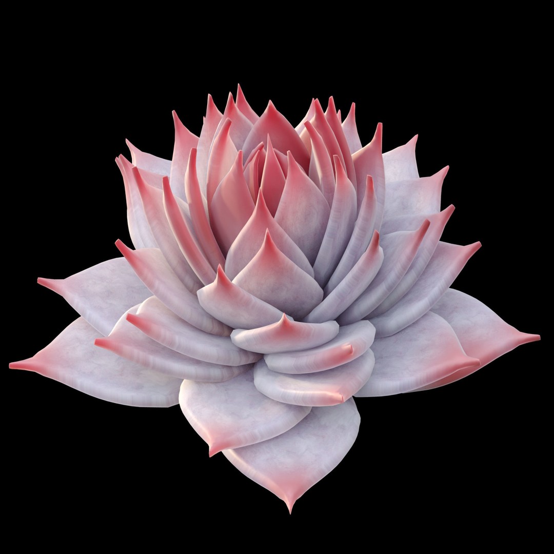 Echeveria Succulent 3D Model – PBR Textured Game Asset, FBX - View 8