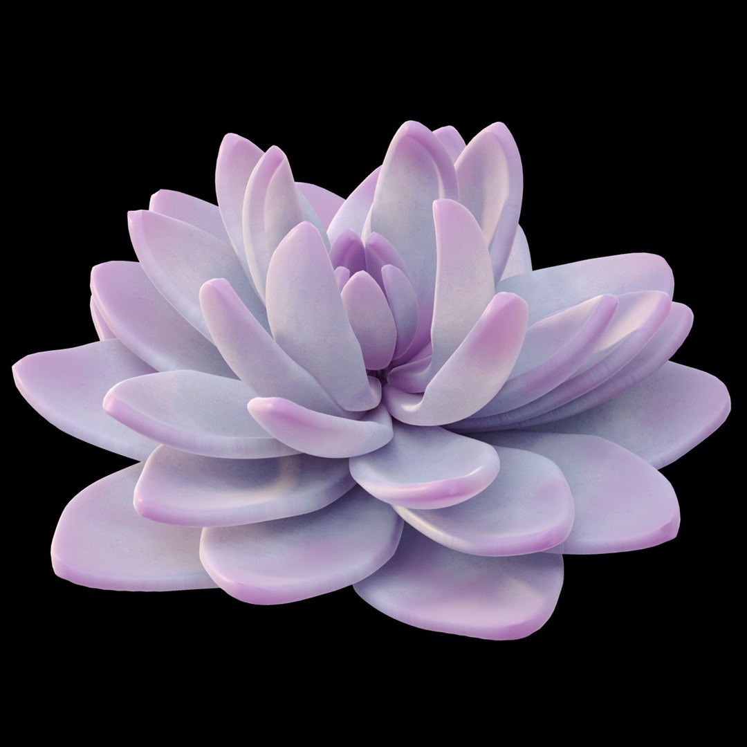 Echeveria Succulent 3D Model – PBR Textured Game Asset, FBX - View 9