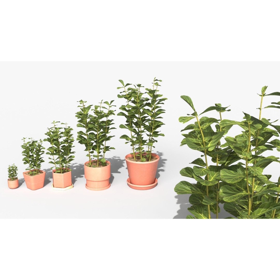 Ficus Lyrata 3D Model – Low Poly Plant with Decorative Pots, FBX/OBJ - View 12