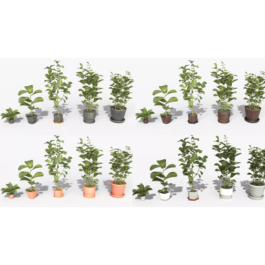 Ficus Lyrata 3D Model – Low Poly Plant with Decorative Pots, FBX/OBJ - View 2
