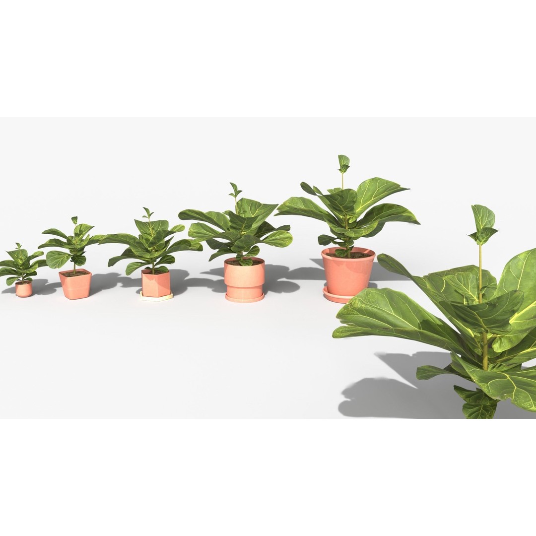 Ficus Lyrata 3D Model – Low Poly Plant with Decorative Pots, FBX/OBJ - View 6