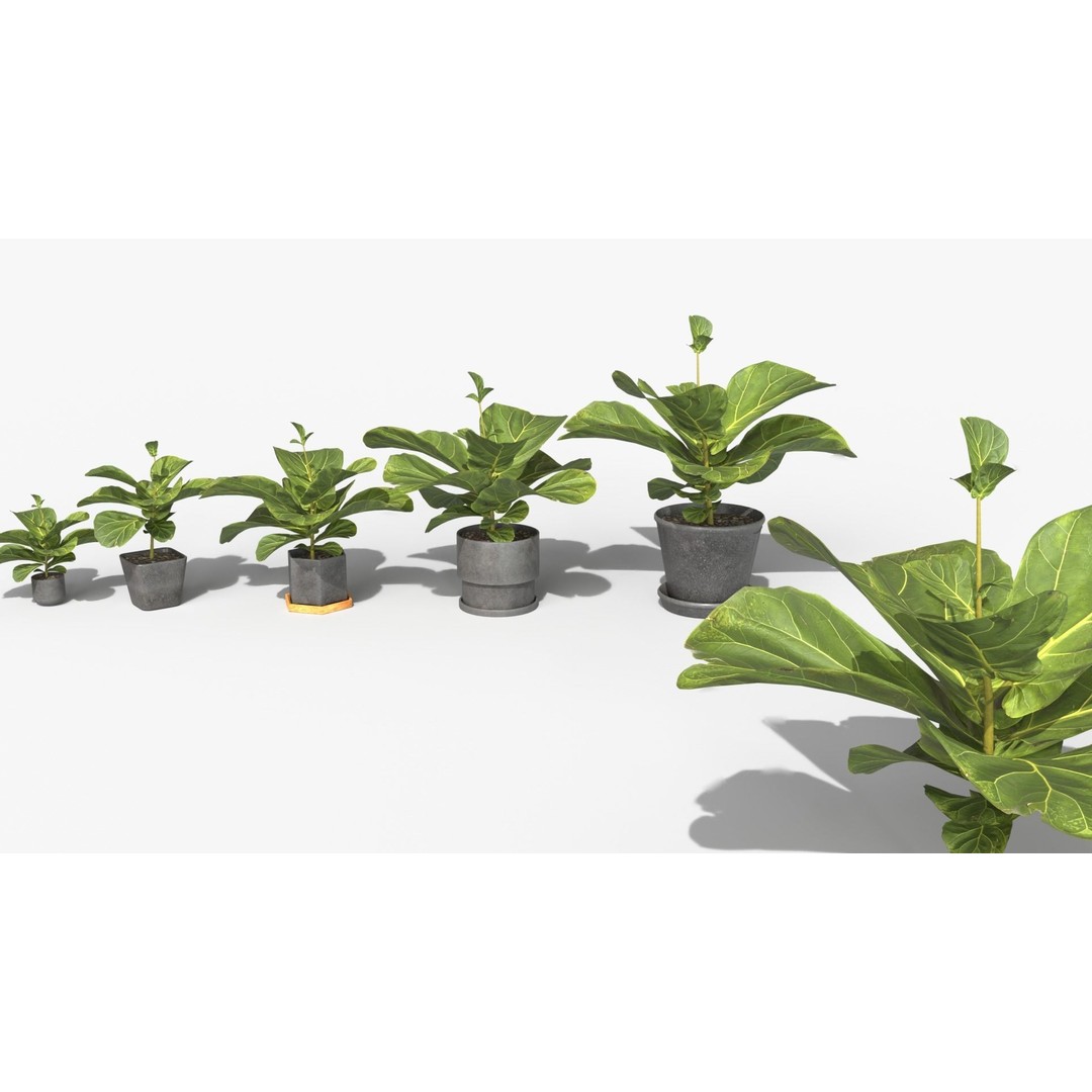 Ficus Lyrata 3D Model – Low Poly Plant with Decorative Pots, FBX/OBJ - View 7