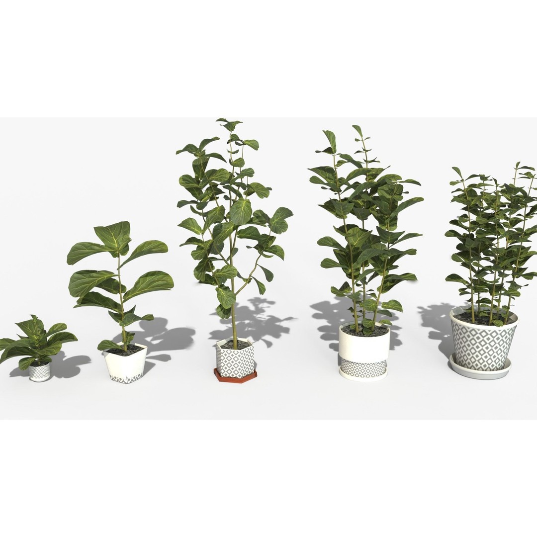 Ficus Lyrata 3D Model – Low Poly Plant with Decorative Pots, FBX/OBJ - View 8