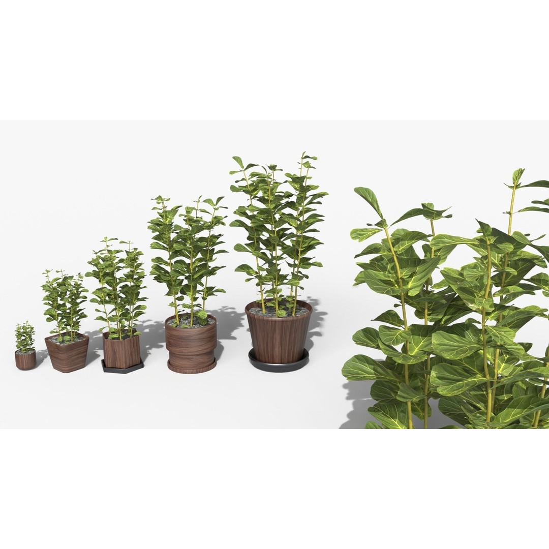 Ficus Lyrata 3D Model – Low Poly Plant with Decorative Pots, FBX/OBJ - View 9