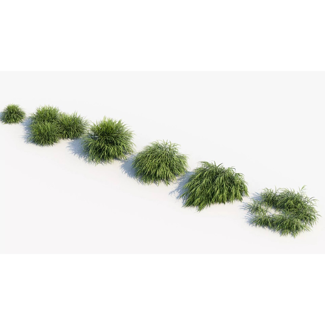 Hakonechloa macra 3D Model – Japanese Forest Grass, PBR Textures, FBX