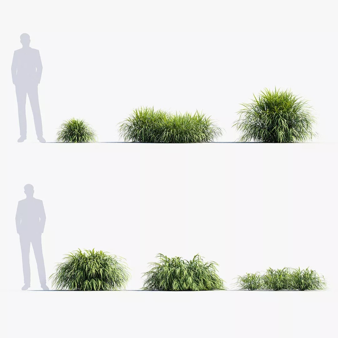 Hakonechloa macra 3D Model – Japanese Forest Grass, PBR Textures, FBX - View 2