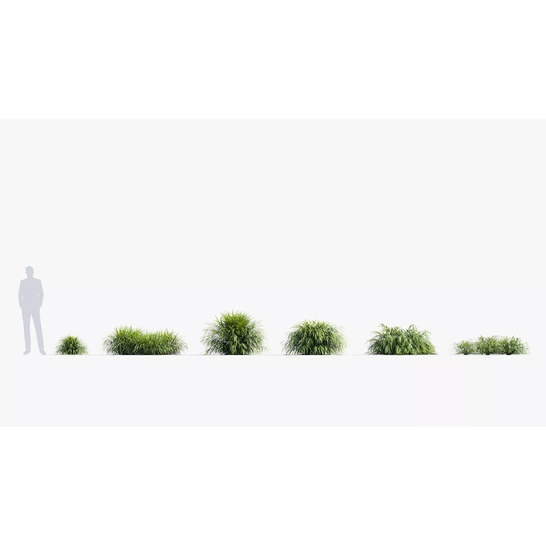 Hakonechloa macra 3D Model – Japanese Forest Grass, PBR Textures, FBX - View 3