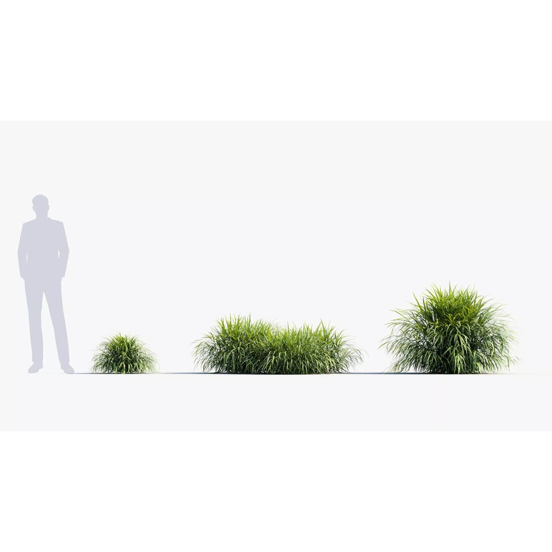 Hakonechloa macra 3D Model – Japanese Forest Grass, PBR Textures, FBX - View 4