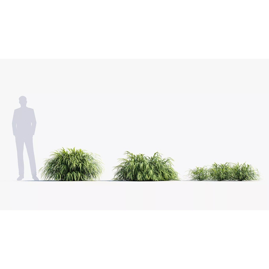 Hakonechloa macra 3D Model – Japanese Forest Grass, PBR Textures, FBX - View 5