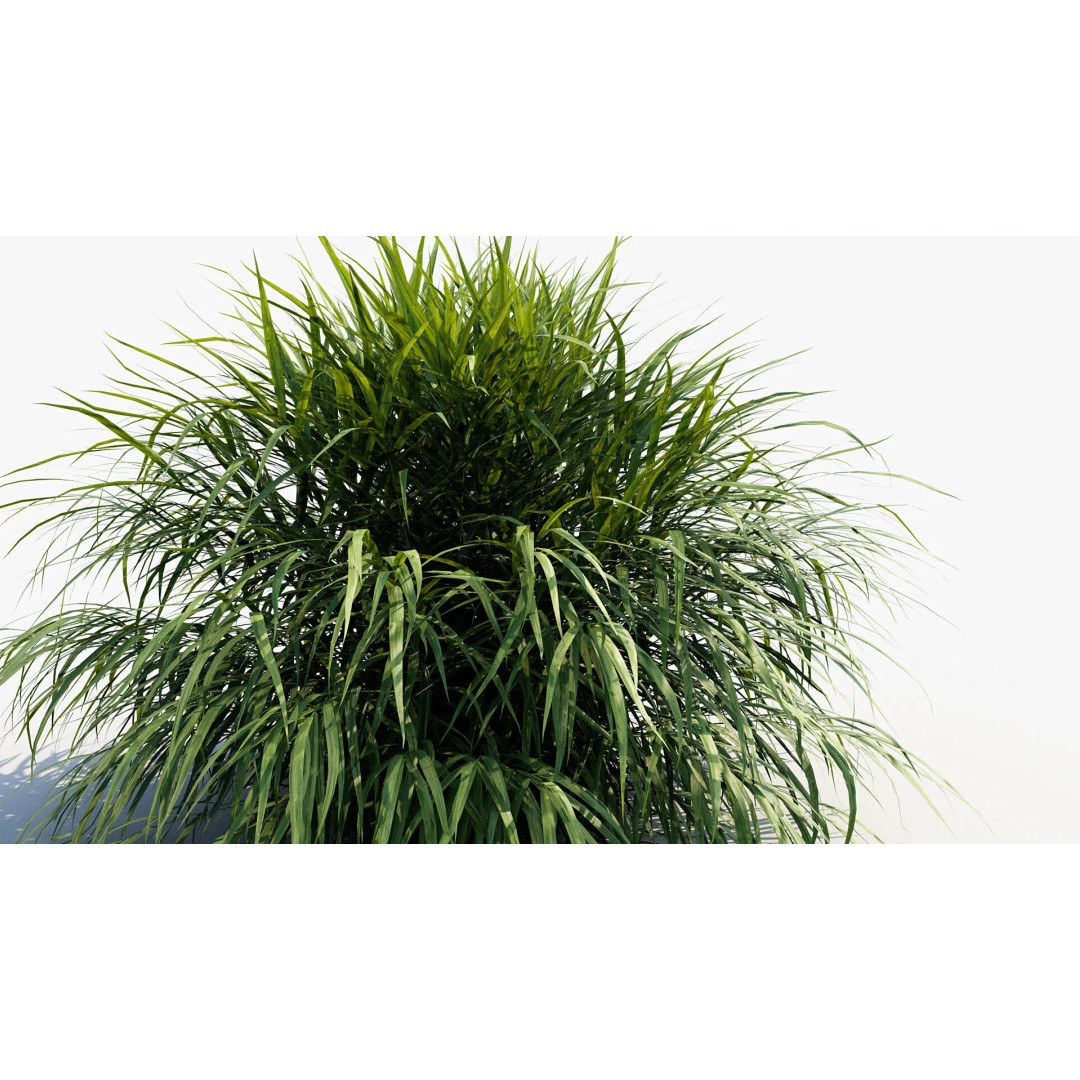 Hakonechloa macra 3D Model – Japanese Forest Grass, PBR Textures, FBX - View 6