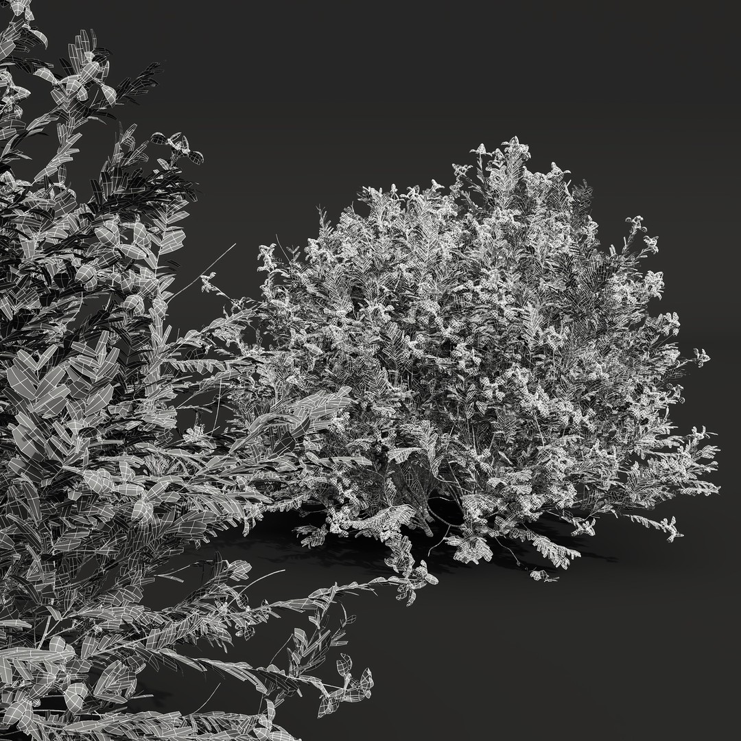 Cistus Flower White & Valentina Glauca 3D Model – High Poly PBR Asset