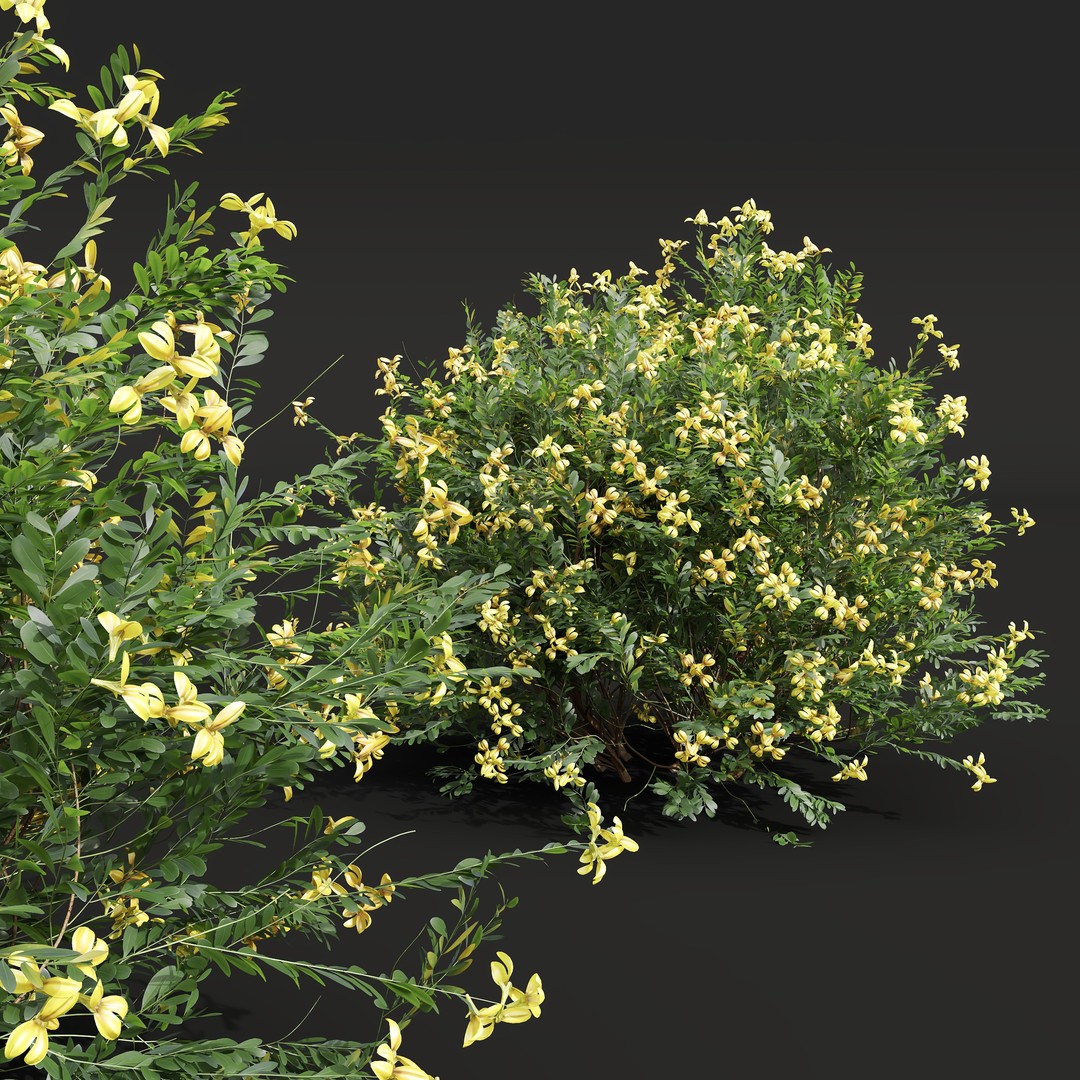Cistus Flower White & Valentina Glauca 3D Model – High Poly PBR Asset - View 10