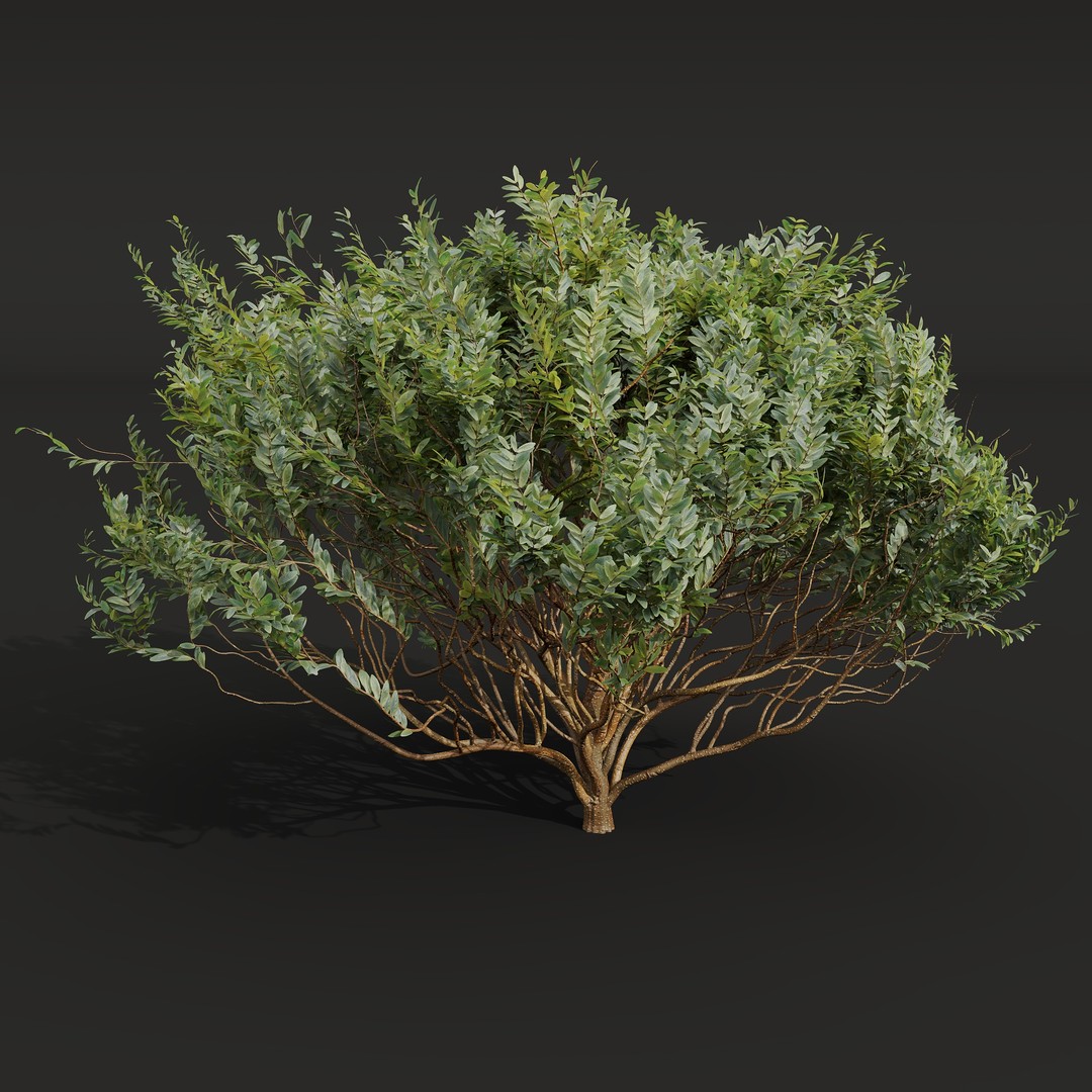 Cistus Flower White & Valentina Glauca 3D Model – High Poly PBR Asset - View 11