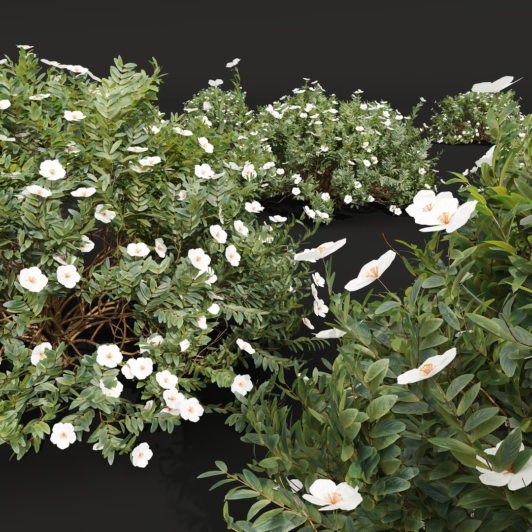 Cistus Flower White & Valentina Glauca 3D Model – High Poly PBR Asset - View 12