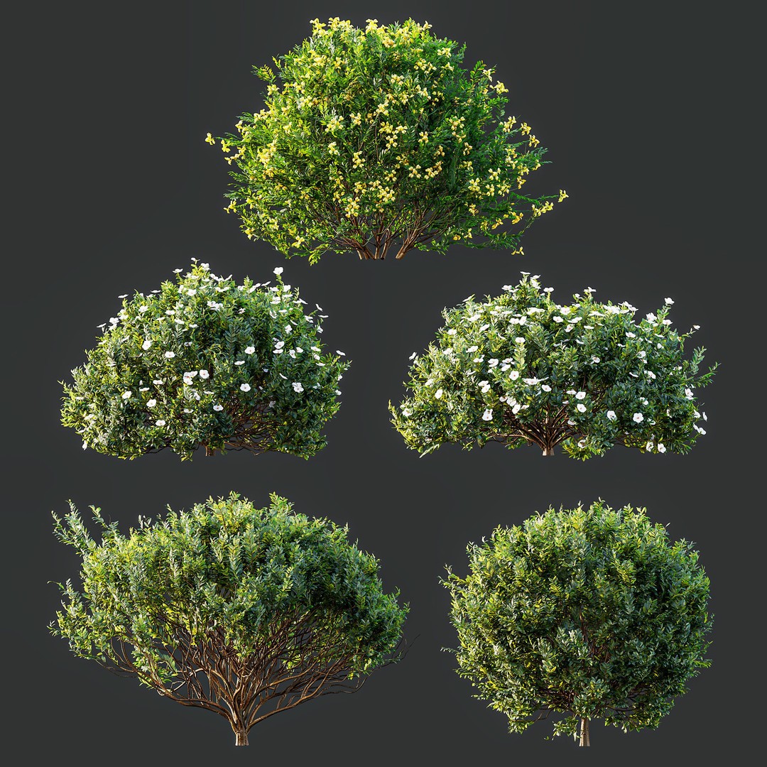 Cistus Flower White & Valentina Glauca 3D Model – High Poly PBR Asset - View 15