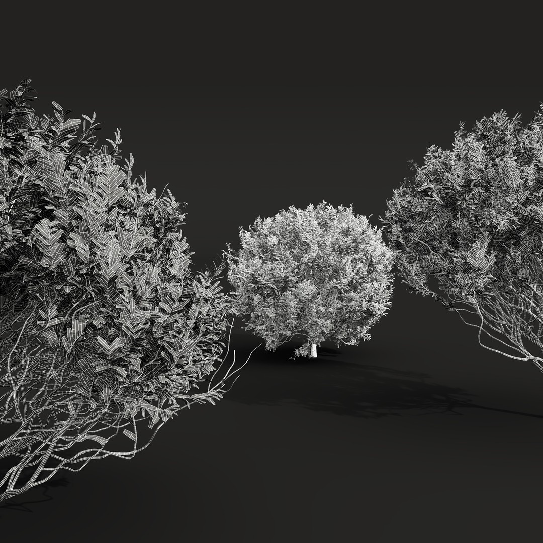 Cistus Flower White & Valentina Glauca 3D Model – High Poly PBR Asset - View 17