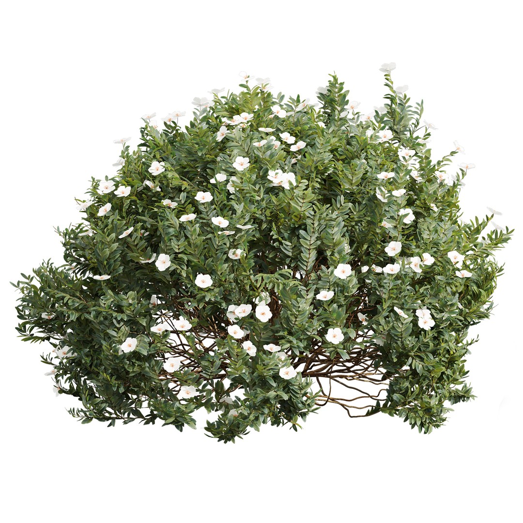 Cistus Flower White & Valentina Glauca 3D Model – High Poly PBR Asset - View 4