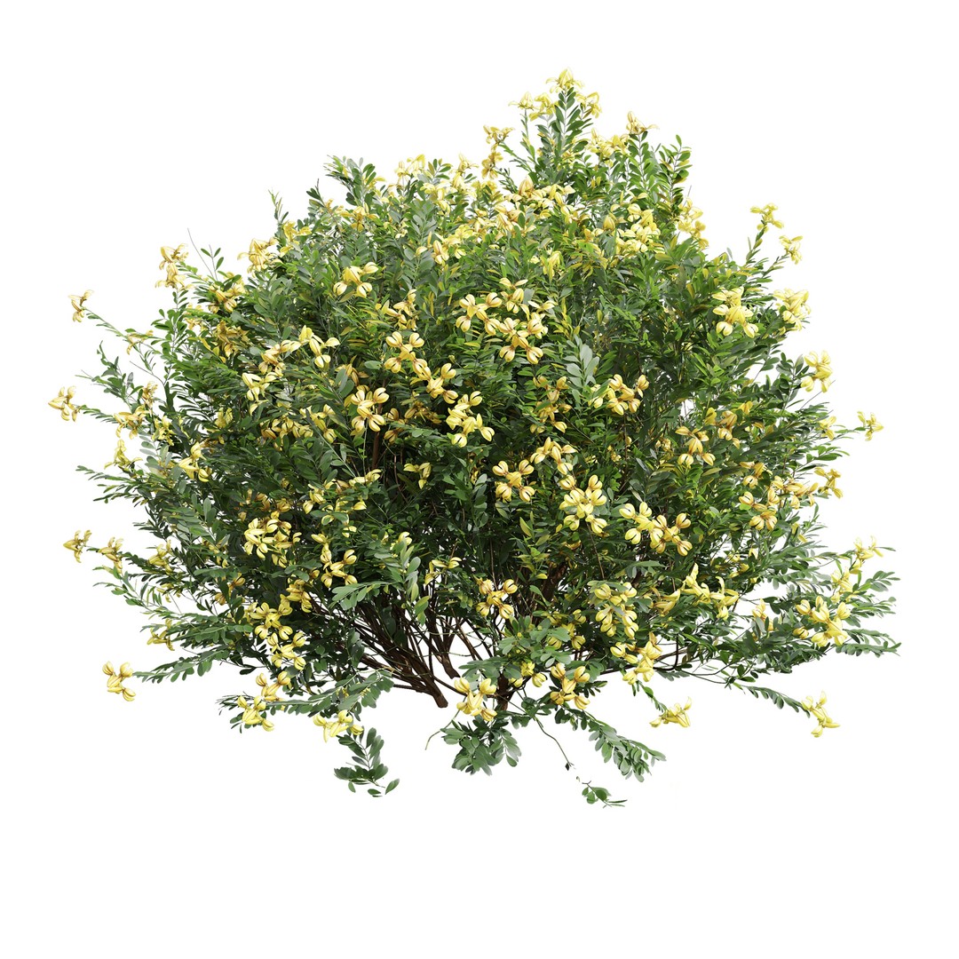Cistus Flower White & Valentina Glauca 3D Model – High Poly PBR Asset - View 5