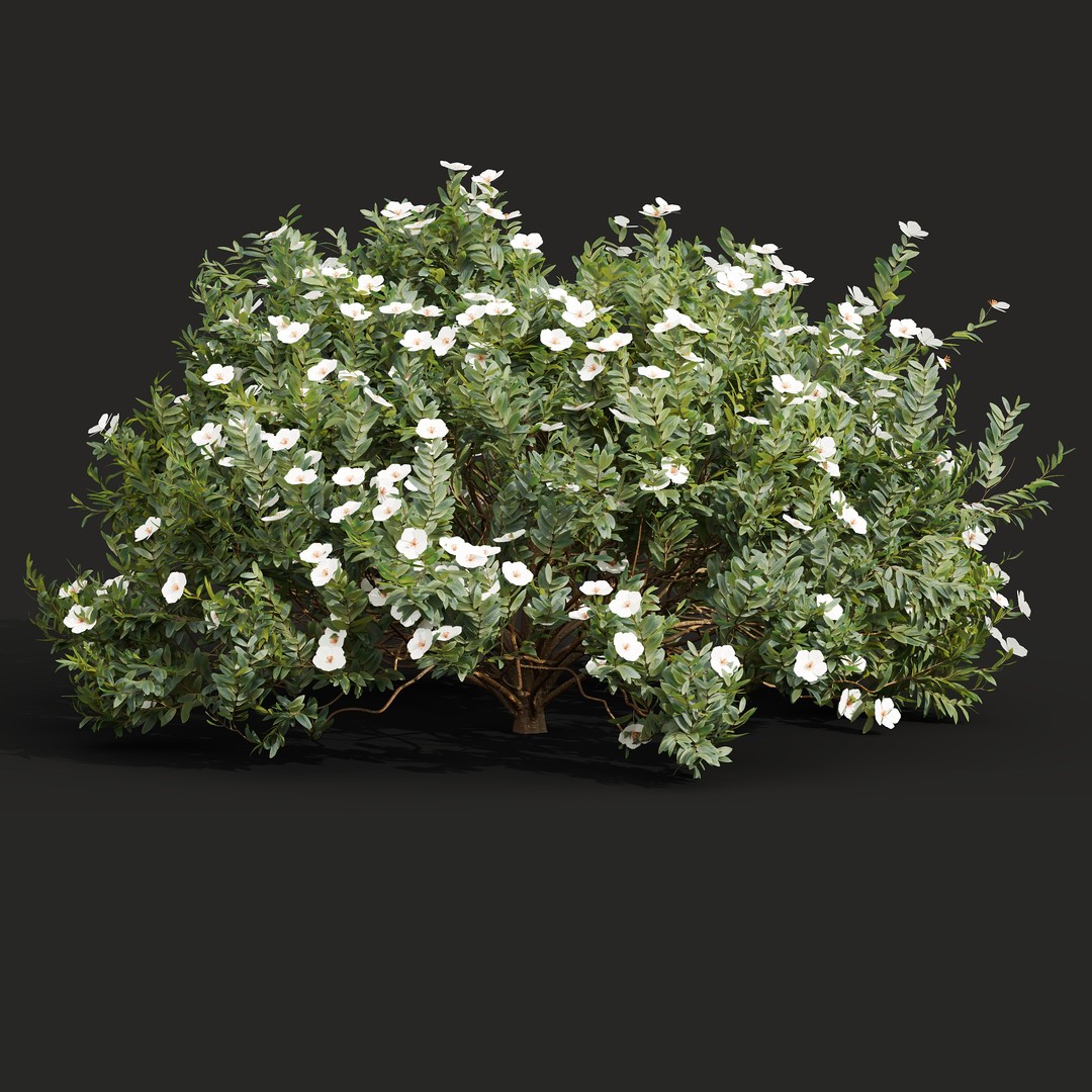 Cistus Flower White & Valentina Glauca 3D Model – High Poly PBR Asset - View 6