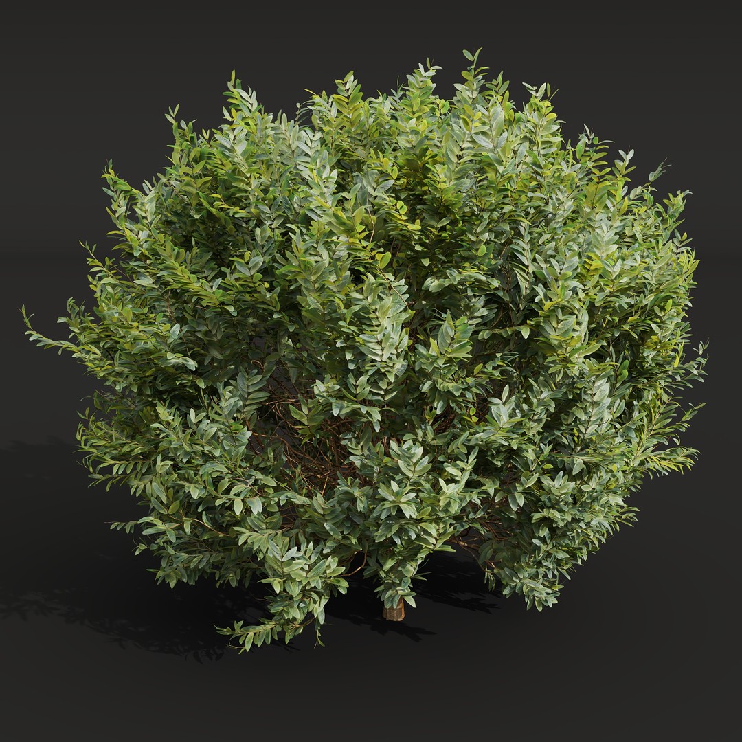 Cistus Flower White & Valentina Glauca 3D Model – High Poly PBR Asset - View 7