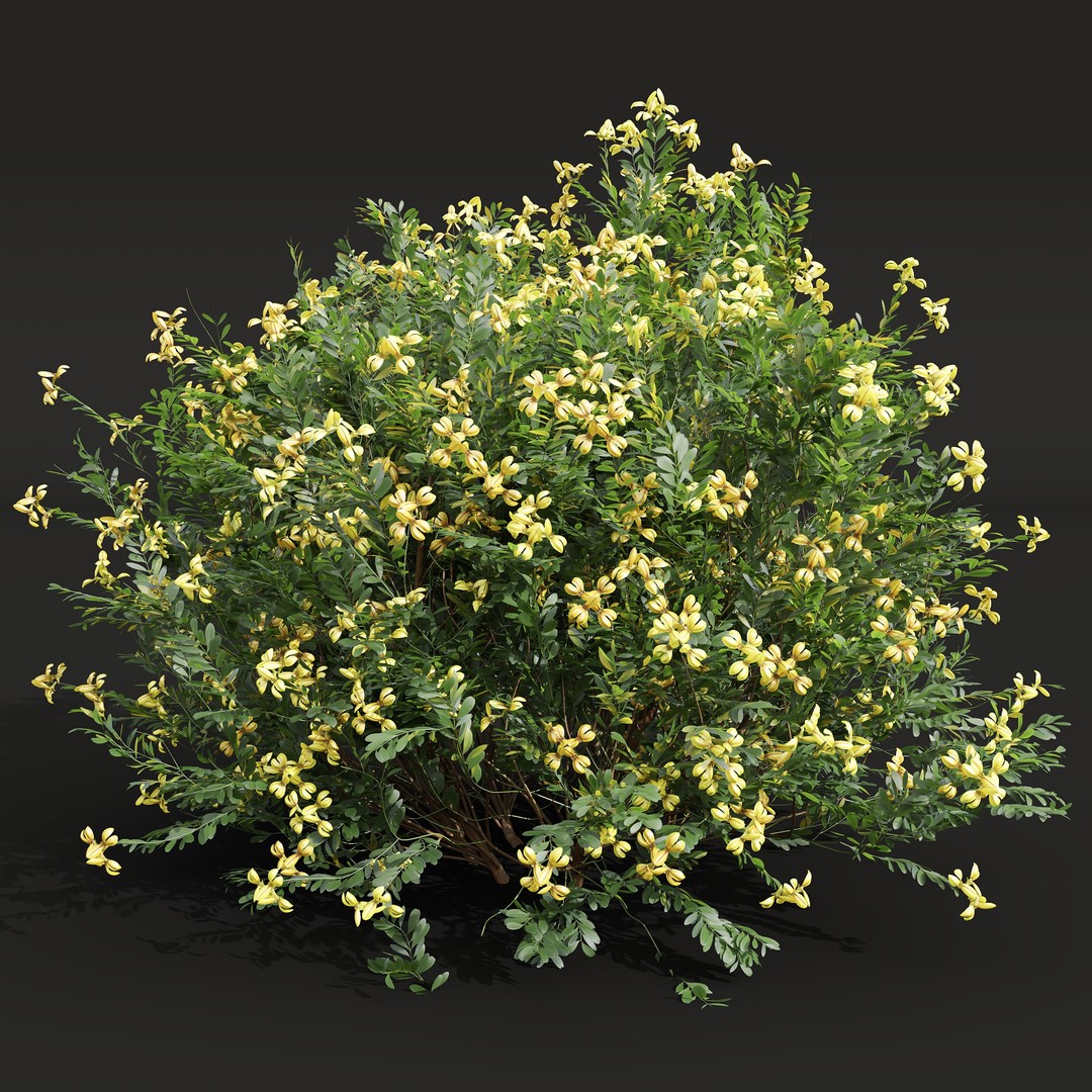 Cistus Flower White & Valentina Glauca 3D Model – High Poly PBR Asset - View 8