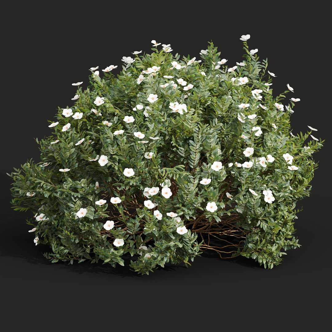 Cistus Flower White & Valentina Glauca 3D Model – High Poly PBR Asset - View 9