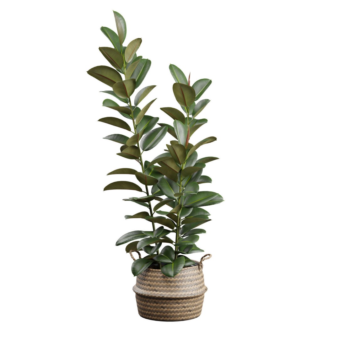 Ficus Elastica 3D Model – Wicker Basket Design with PBR Textures