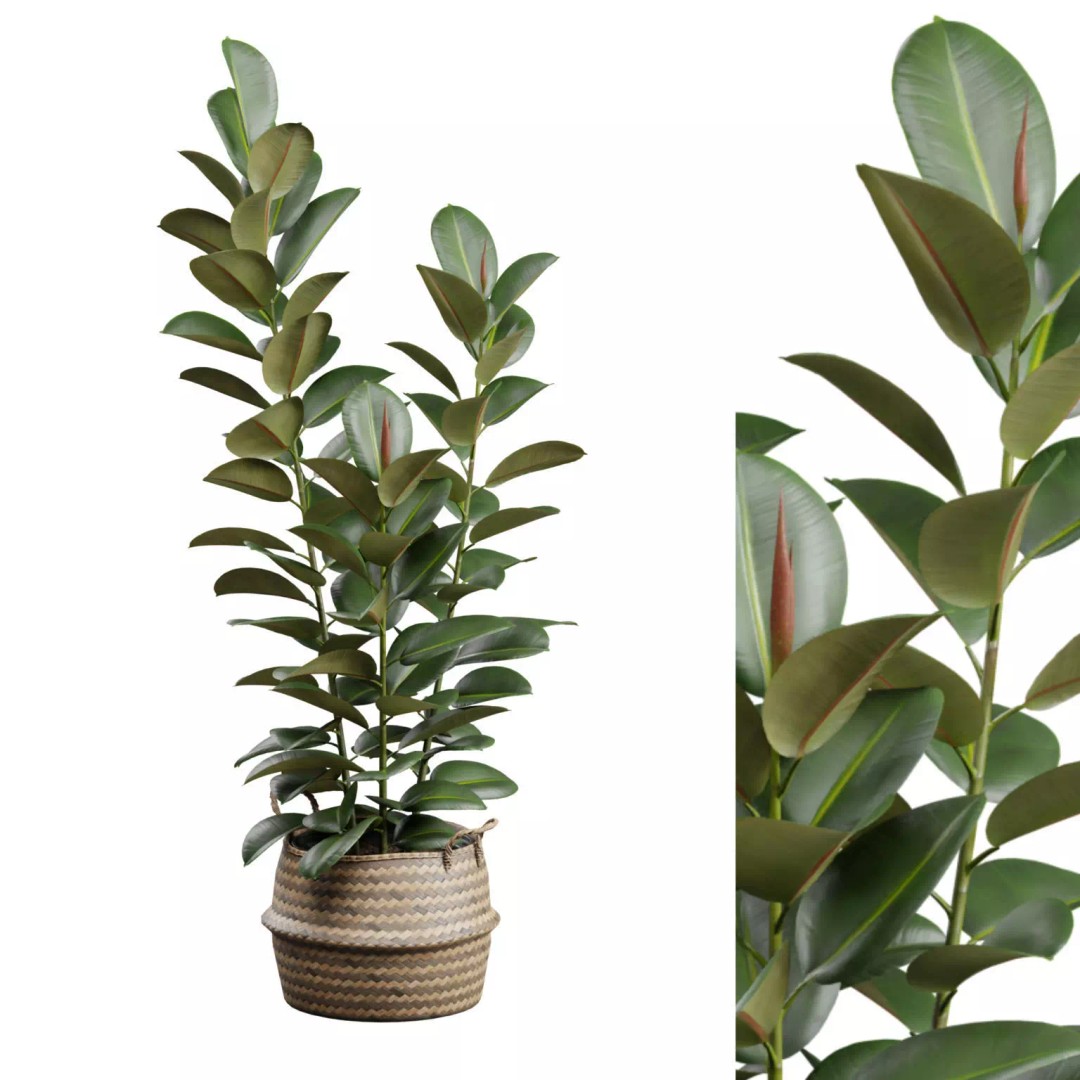Ficus Elastica 3D Model – Wicker Basket Design with PBR Textures - View 2