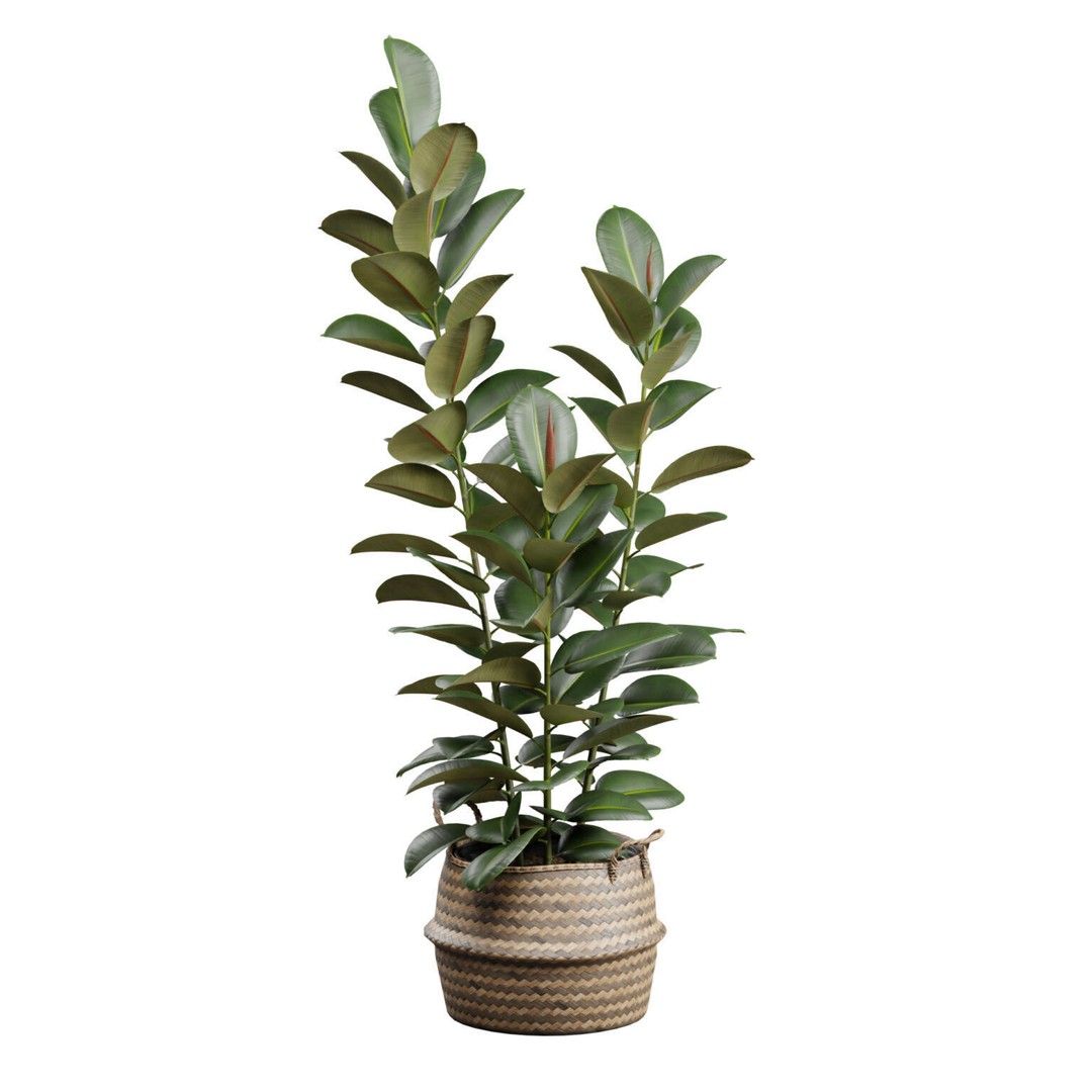 Ficus Elastica 3D Model – Wicker Basket Design with PBR Textures - View 3