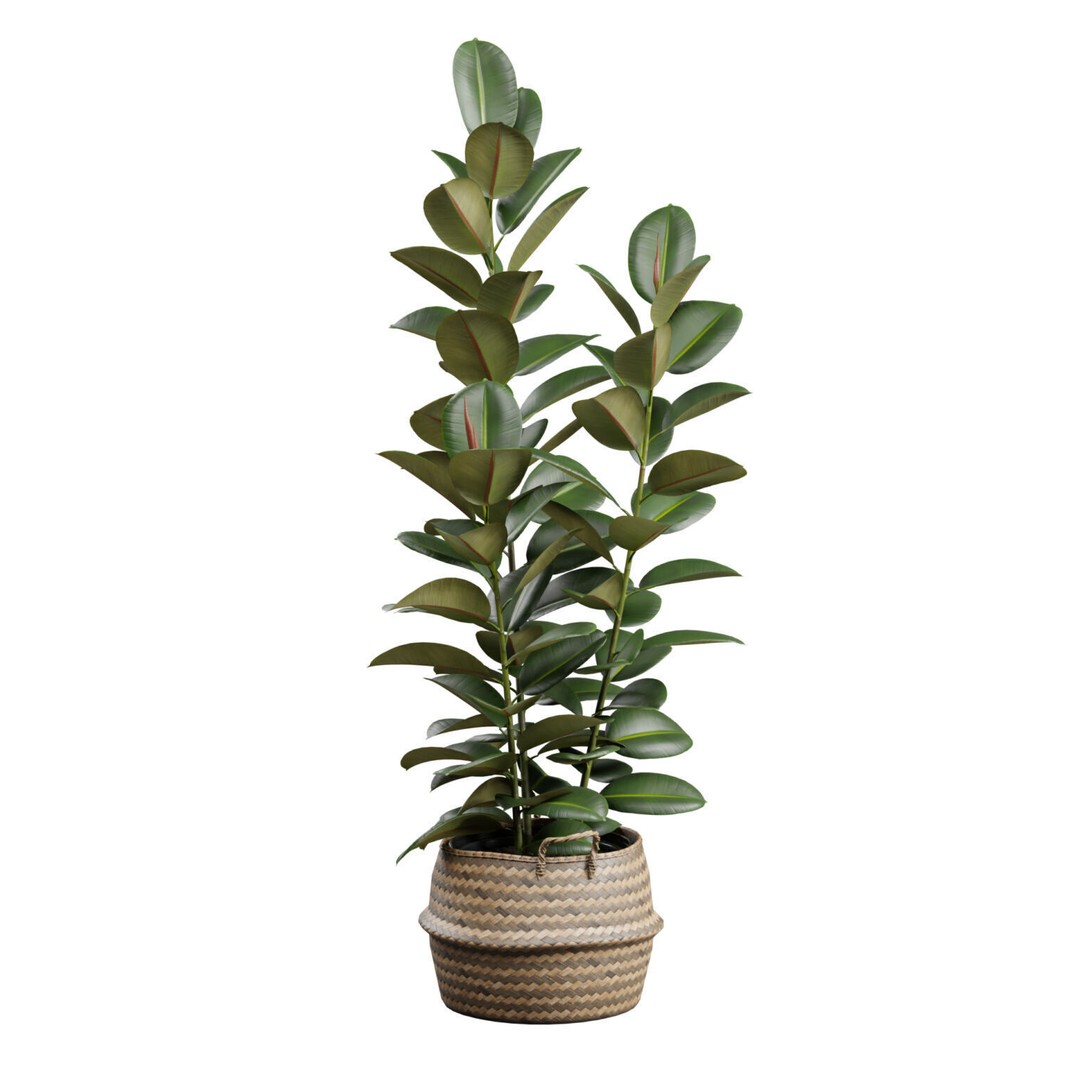 Ficus Elastica 3D Model – Wicker Basket Design with PBR Textures - View 5