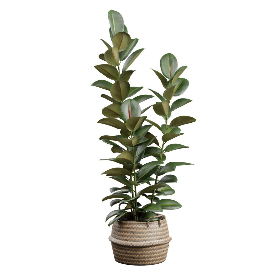 Ficus Elastica 3D Model – Wicker Basket Design with PBR Textures - View 6