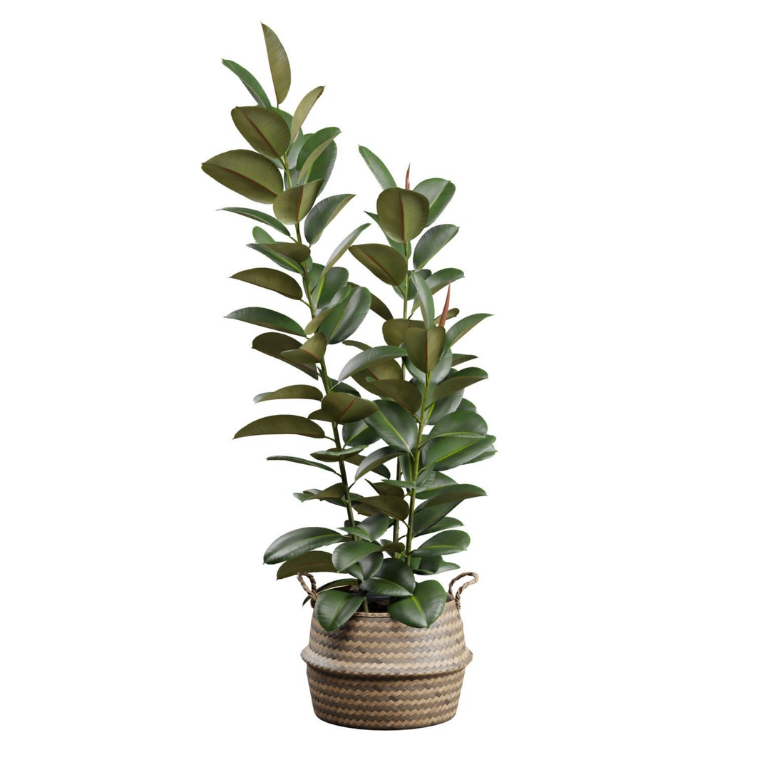 Ficus Elastica 3D Model – Wicker Basket Design with PBR Textures - View 7