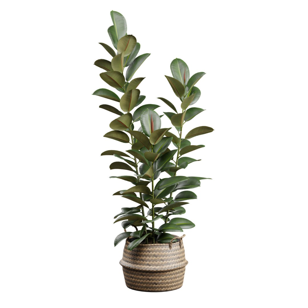 Ficus Elastica 3D Model – Wicker Basket Design with PBR Textures - View 8