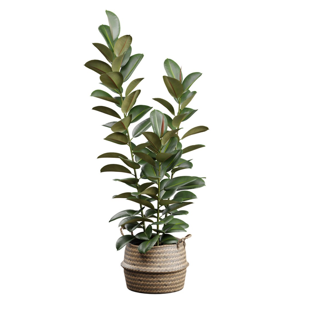 Ficus Elastica 3D Model – Wicker Basket Design with PBR Textures - View 9