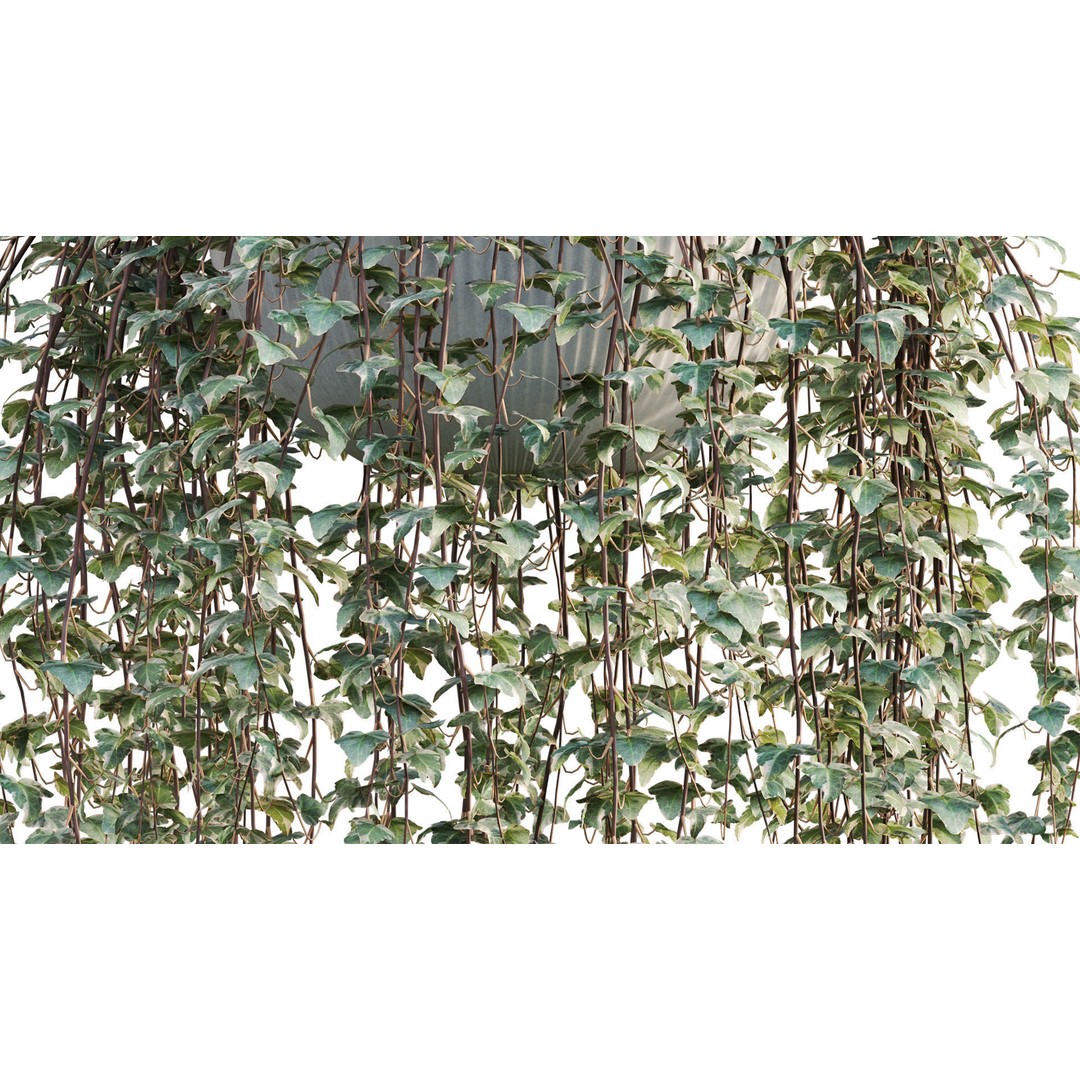 Hedera algeriensis 3D Model – PBR Plant Asset for Archviz - View 10
