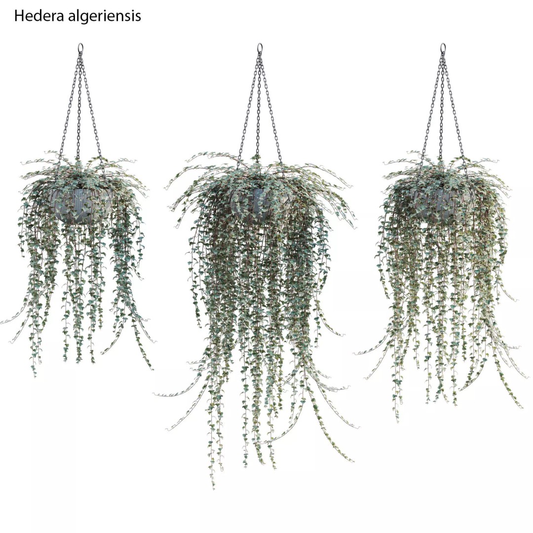 Hedera algeriensis 3D Model – PBR Plant Asset for Archviz - View 2