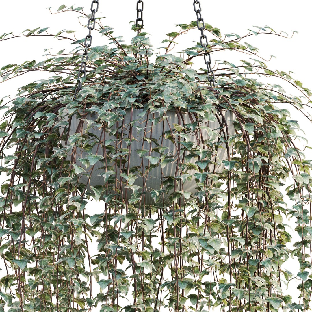 Hedera algeriensis 3D Model – PBR Plant Asset for Archviz - View 3