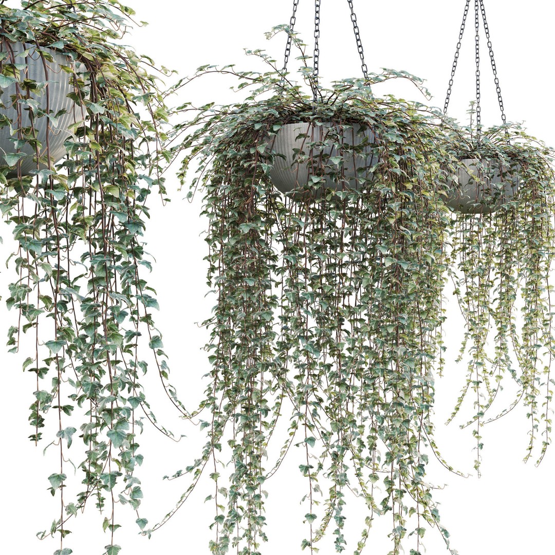 Hedera algeriensis 3D Model – PBR Plant Asset for Archviz - View 4