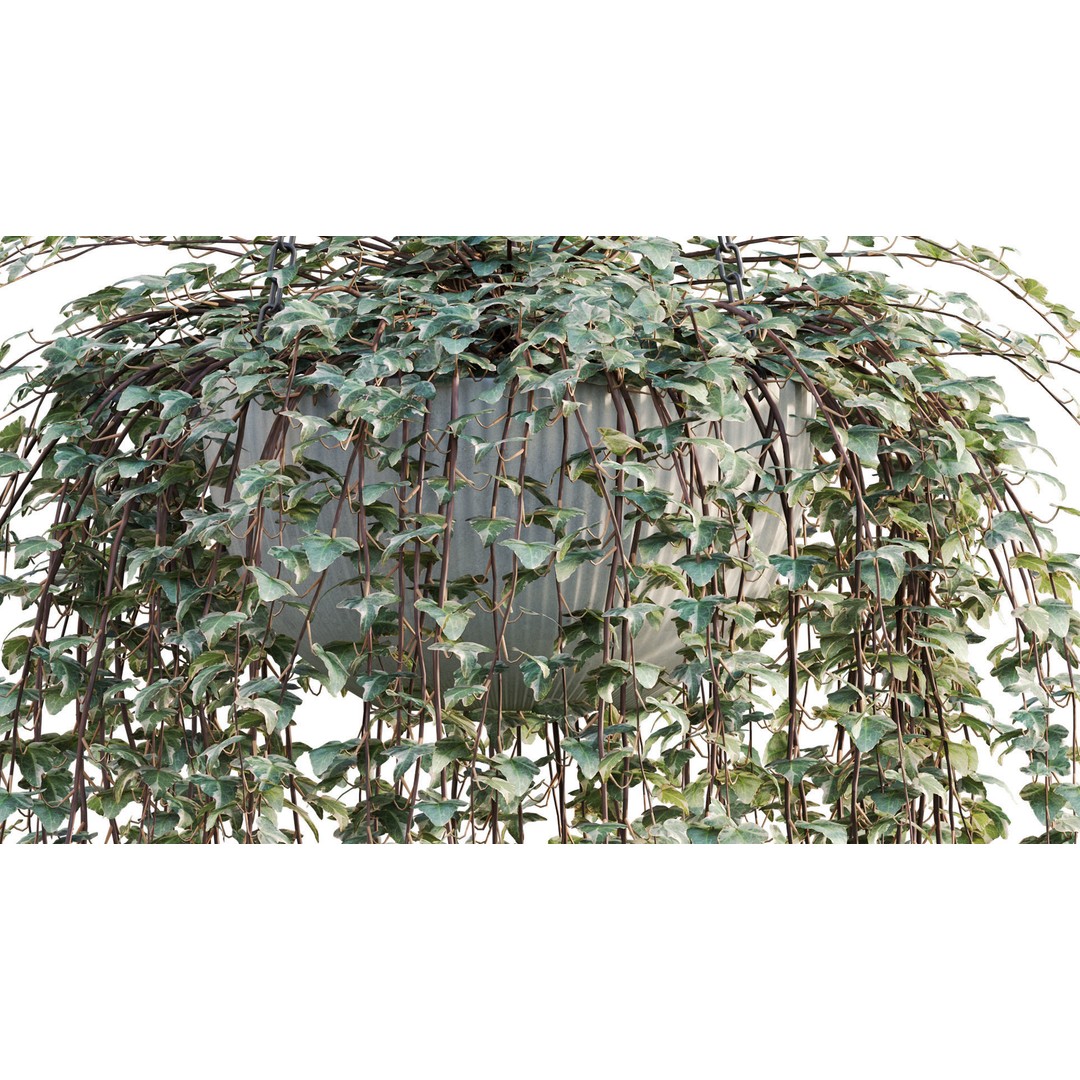 Hedera algeriensis 3D Model – PBR Plant Asset for Archviz - View 7