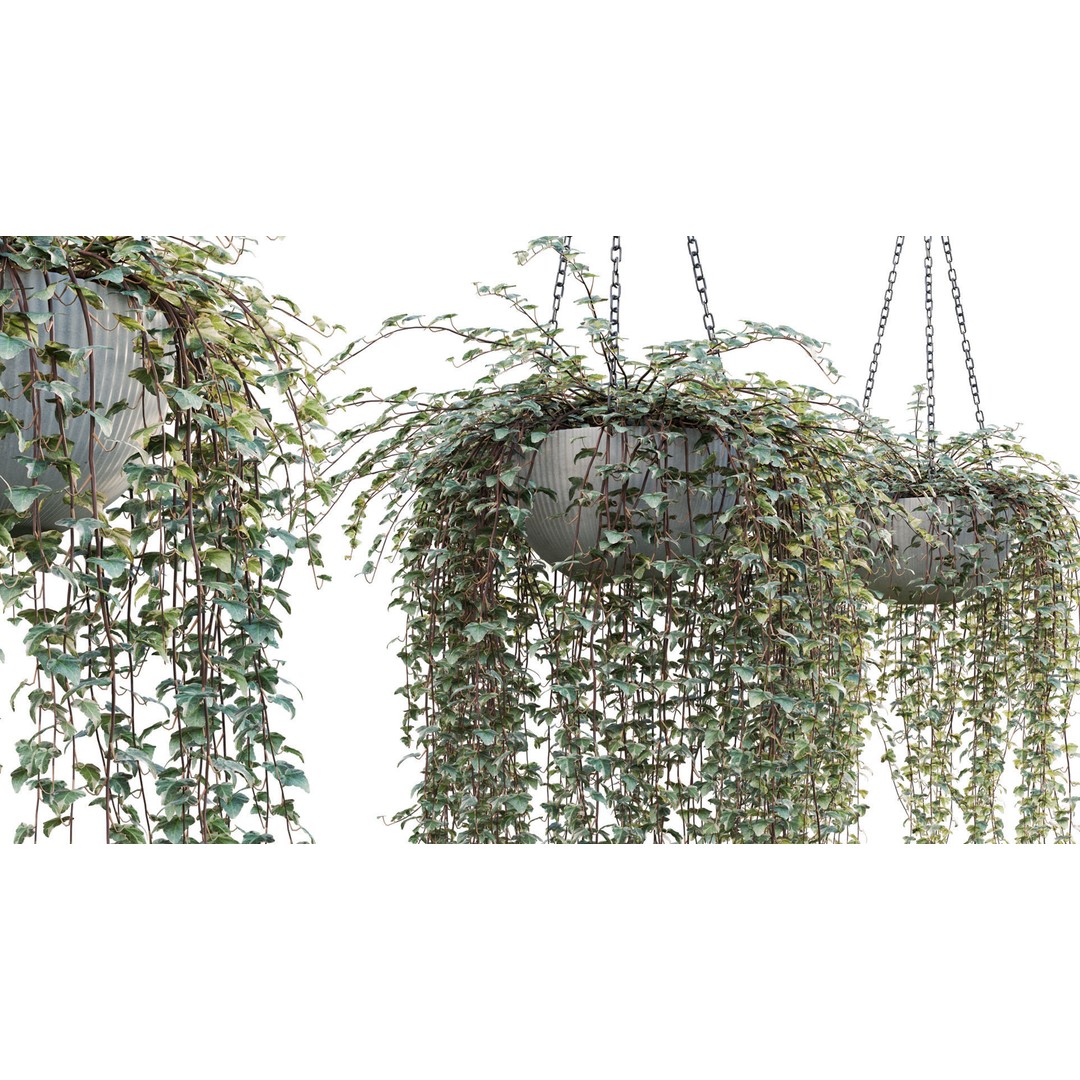 Hedera algeriensis 3D Model – PBR Plant Asset for Archviz - View 8