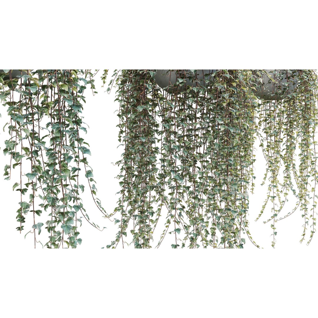 Hedera algeriensis 3D Model – PBR Plant Asset for Archviz - View 9