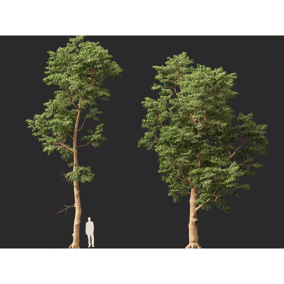 Shorea Roxburghii 3D Model – Low Poly Plant Asset, FBX & Blender